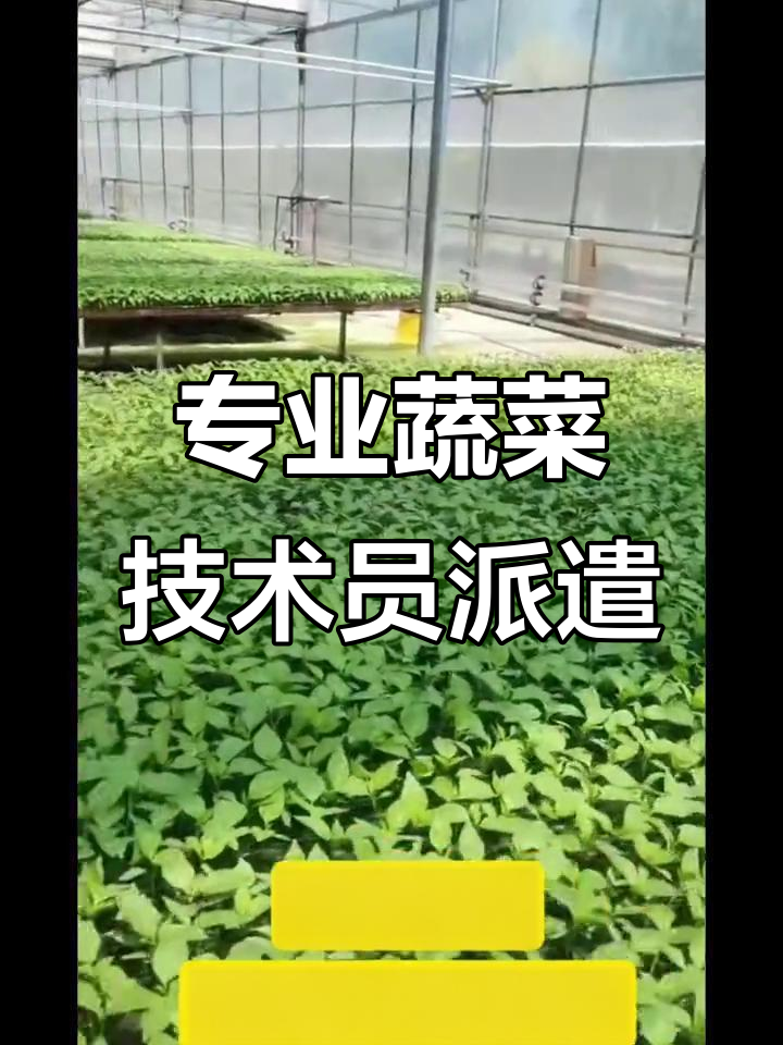 寿光蔬菜技术员专业派遣,助力农业发展