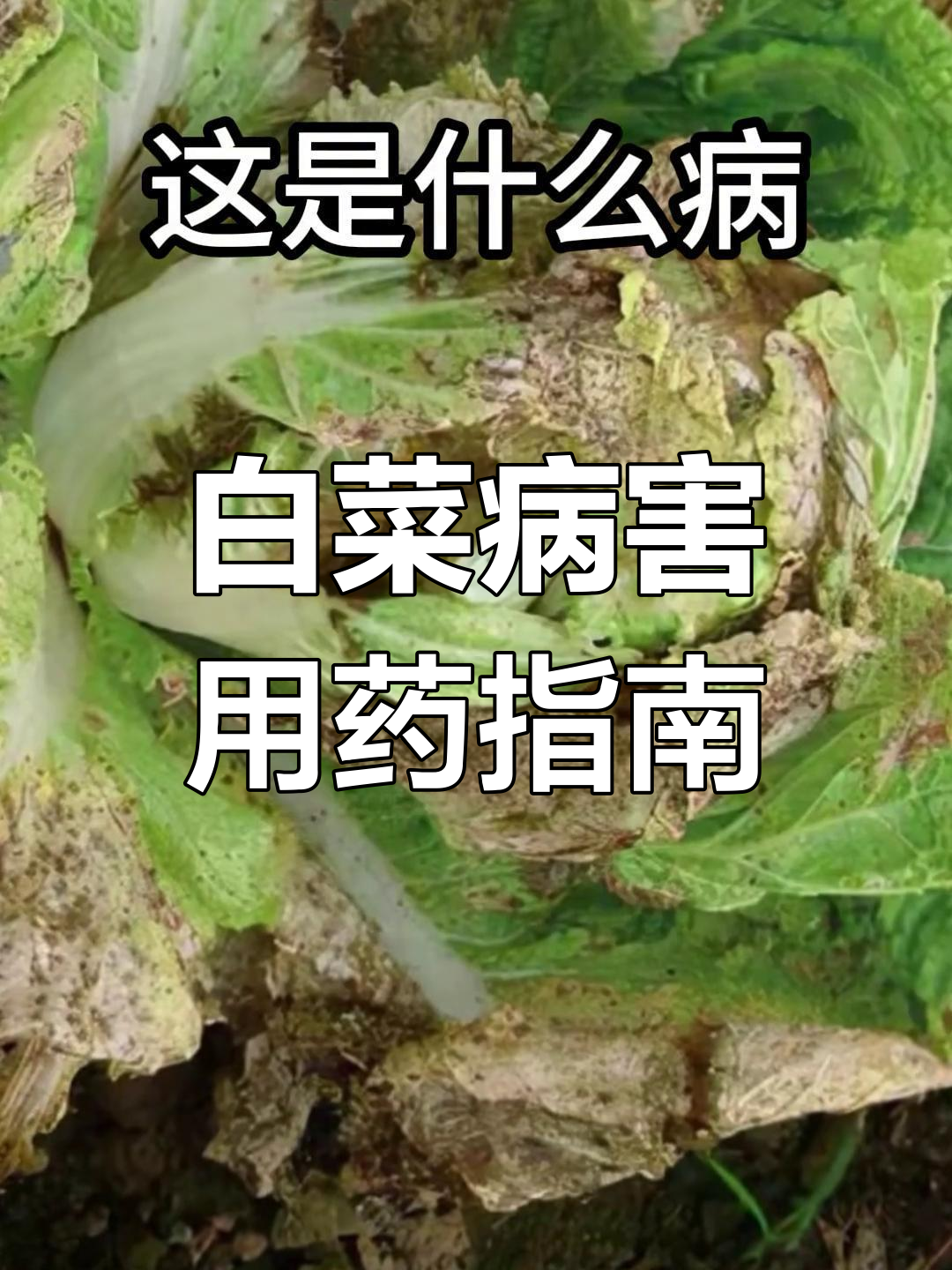 白菜常见病虫害及防治方法,增产小妙招大公开