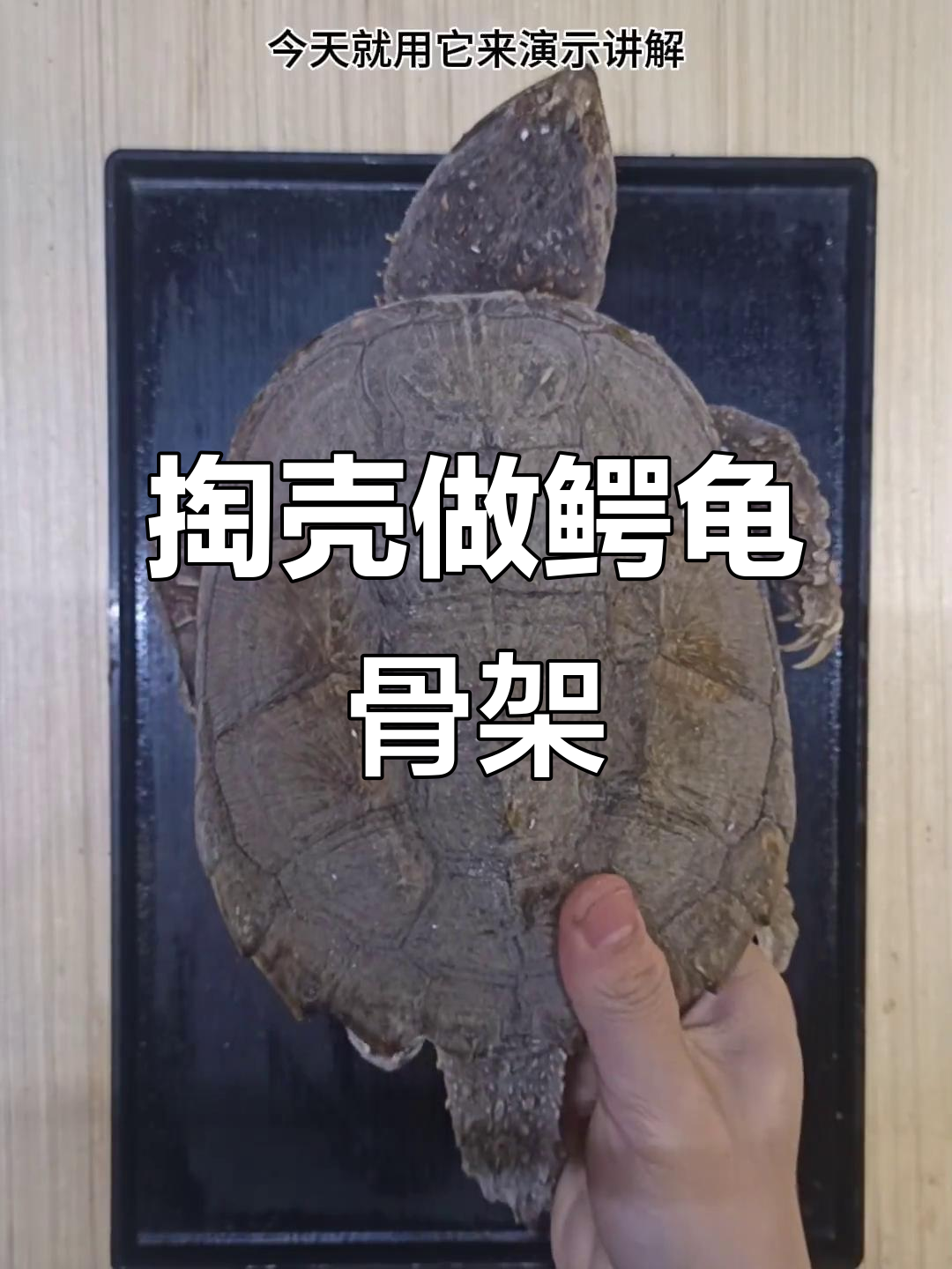 鳄龟骨骼标本制作全流程，详细步骤解析