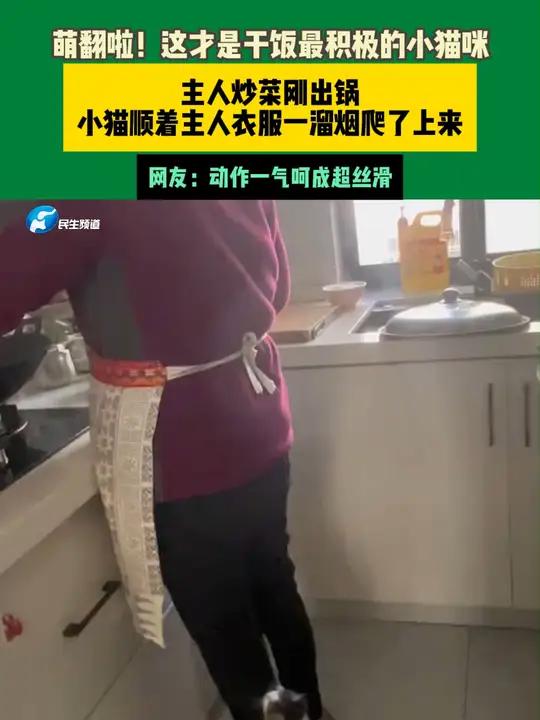 太萌啦!近日,江苏一位女士在厨房炒菜,没想到菜刚出锅,家里的小猫咪闻到香味儿,竟然直接顺着