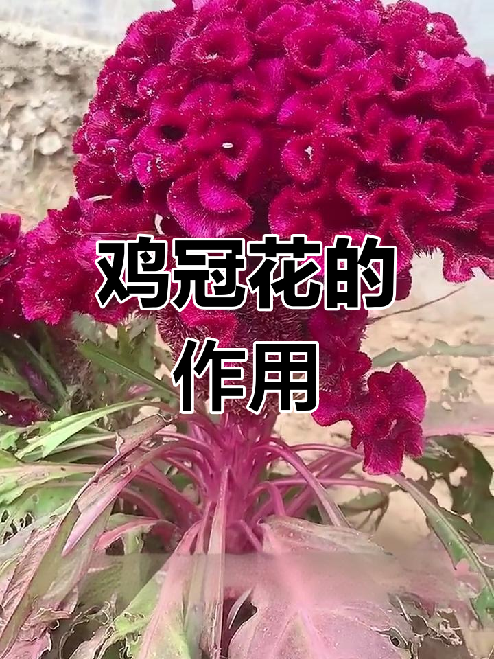 鸡冠花的多种用途,你可能不知道
