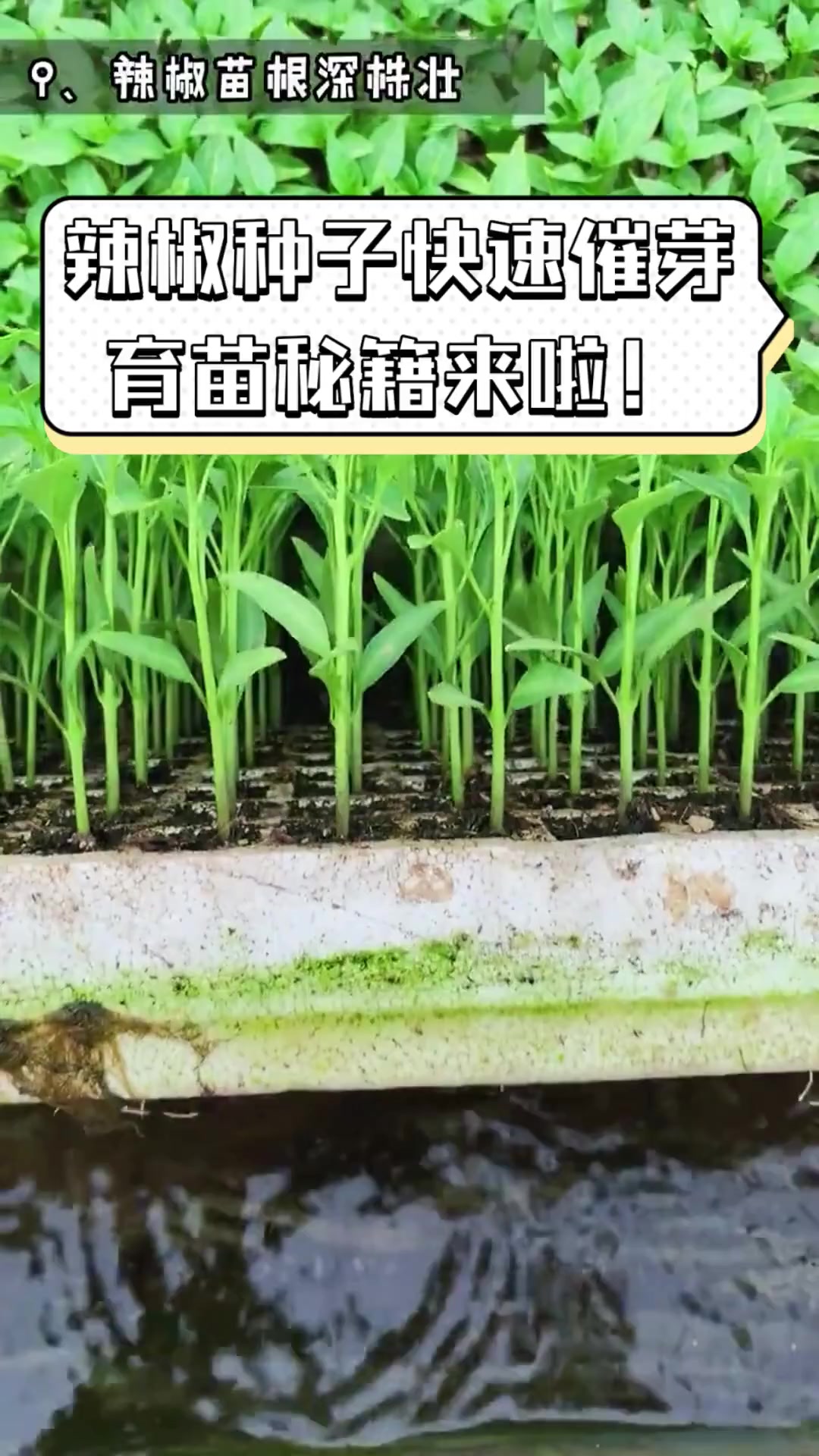 辣椒种子快速催芽,育苗秘籍来啦!