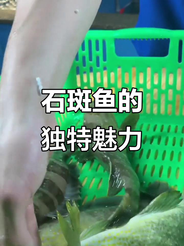 野生石斑鱼,胶质满满营养高,闽南土过美味来袭