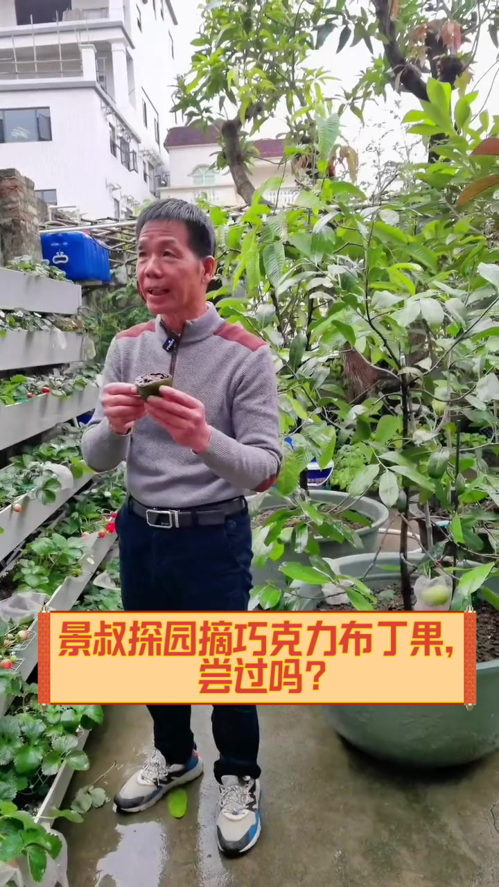 景叔探园摘巧克力布丁果,尝过吗?