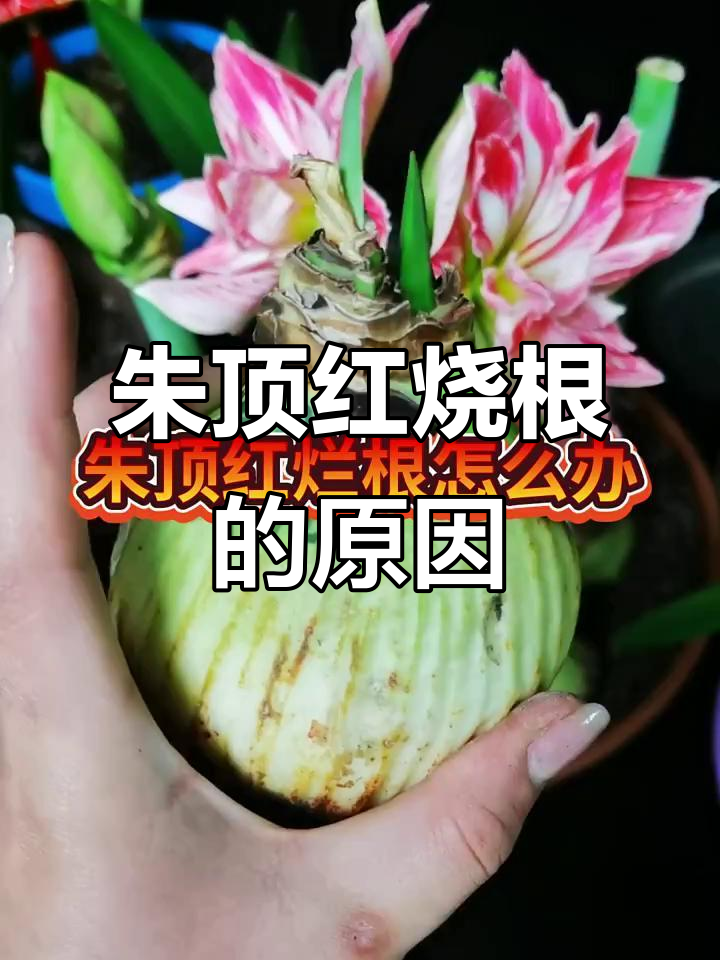 朱顶红不生根?烂根原因竟是它!