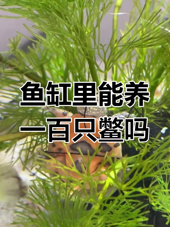 一百只甲鱼苗的养成挑战