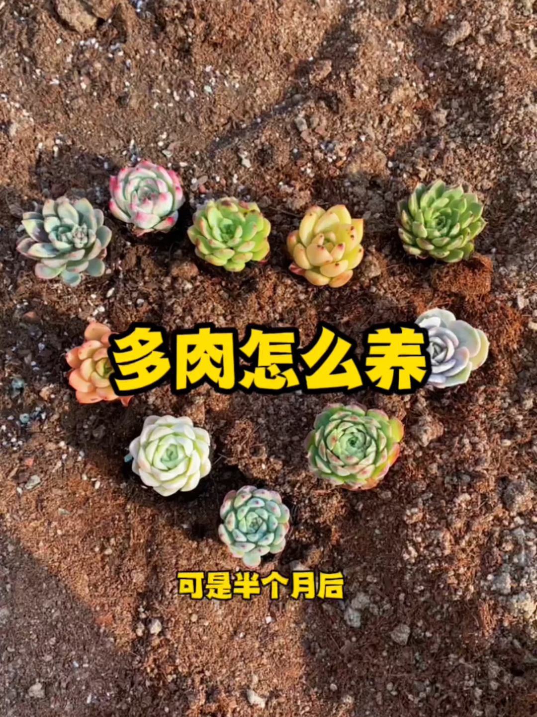 多肉植物怎么养