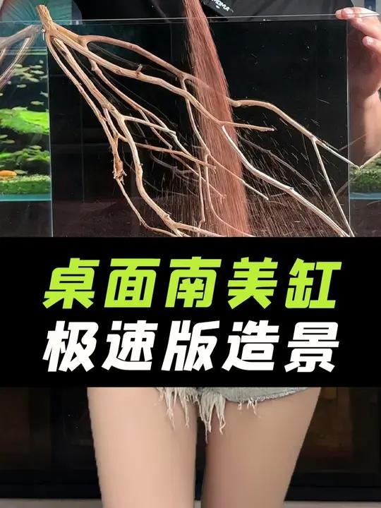 桌面南美缸开缸极速版，一站式造景素材！