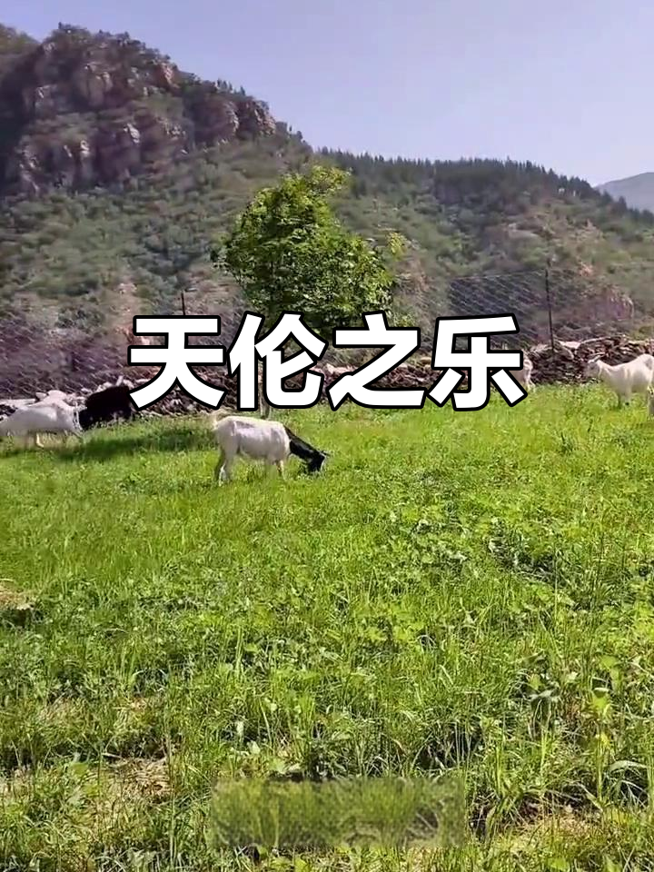 羊群相伴,泡菜芝士年糕带来无限欢乐