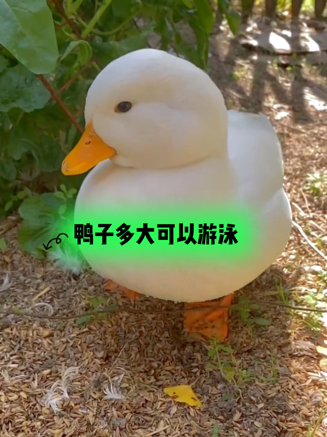 鸭子多大可以游泳