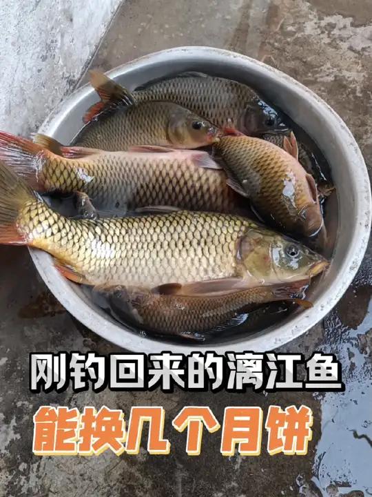 桂林漓江鱼,一盆鱼能换多少个月饼 原创作品