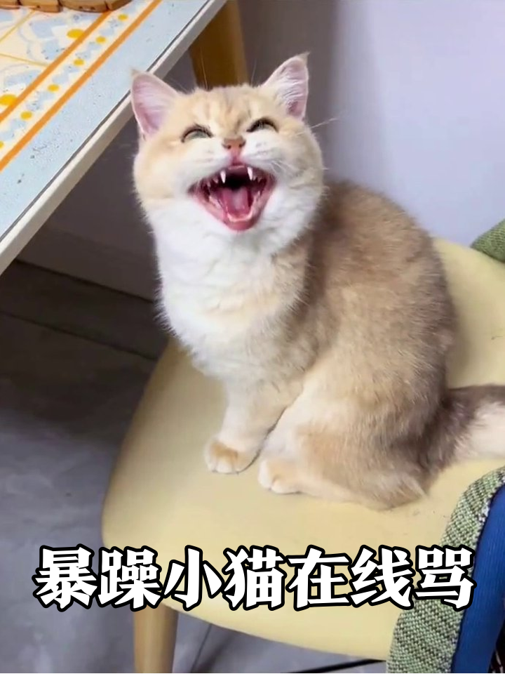 猫咪表情包成精了！张嘴骂骂咧咧被摸后秒怂