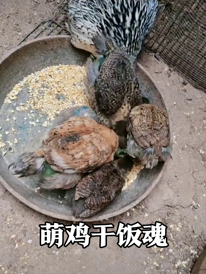 母鸡带娃觅食记:小鸡抢食萌化了,主人一摸秒变乖