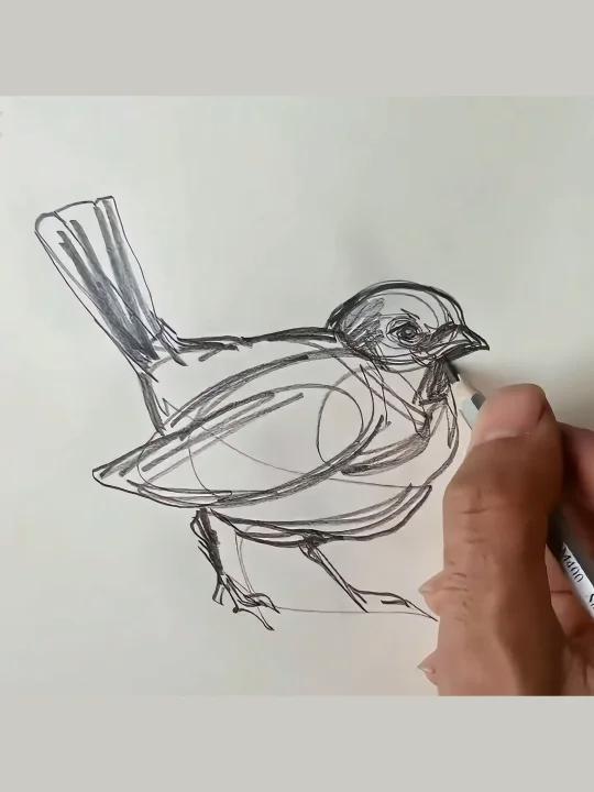 速写画小鸟