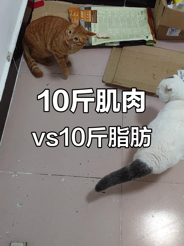 十斤肌肉与十斤肥肉的真实差距,看完你还想要吗?