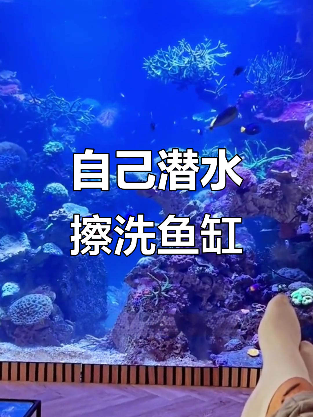 业主潜水清洗大型鱼缸,竟然这么轻松!