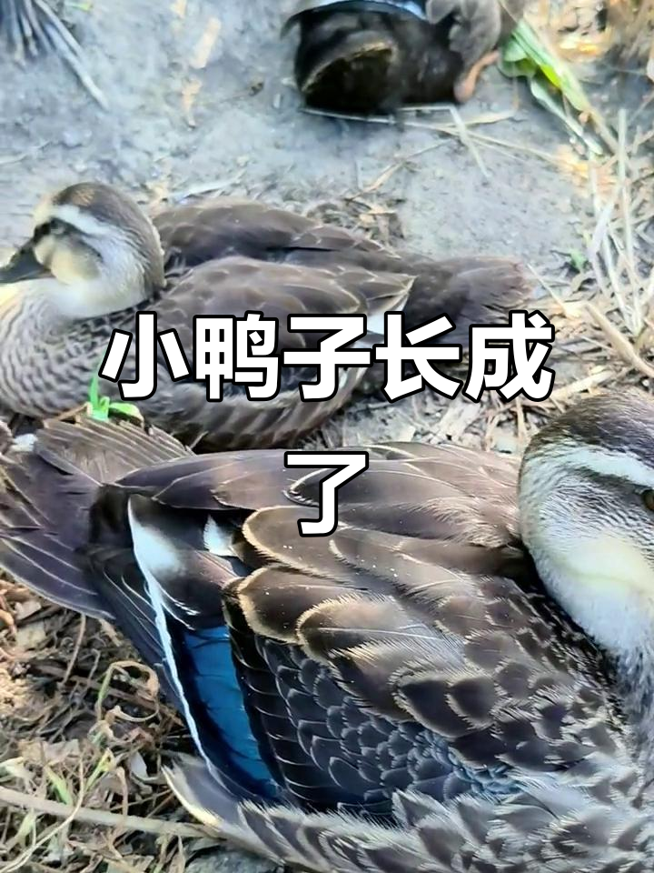 58天小鸭子长大了,公母难辨,斑嘴鸭真可爱