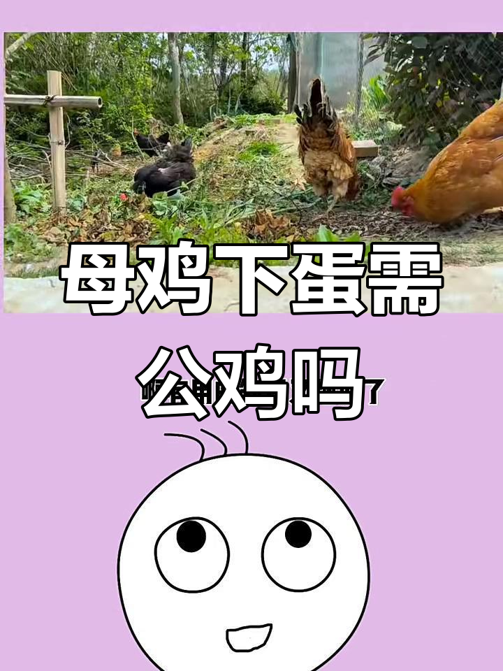公鸡母鸡如何共同孵化小鸡?原来公鸡的存在这么重要