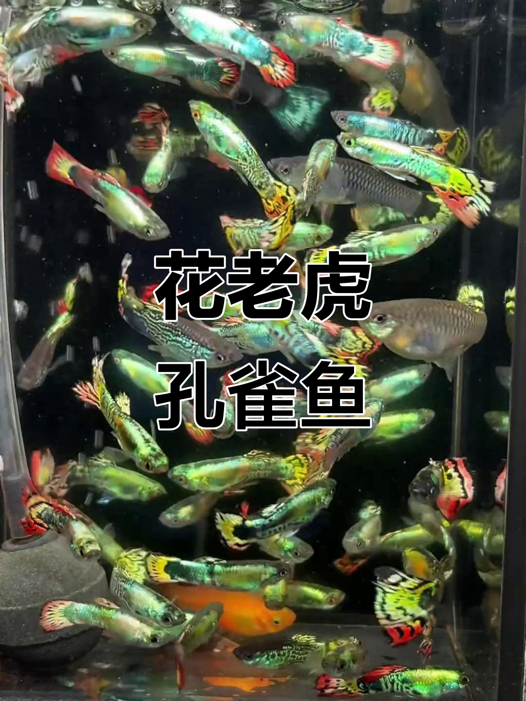 花老虎孔雀鱼:美丽与神秘的完美结合