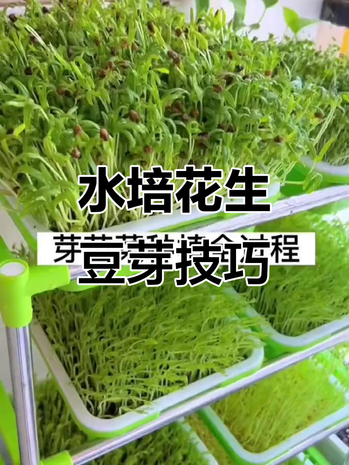 无土栽培花生豆芽,简单又高效的培育方法