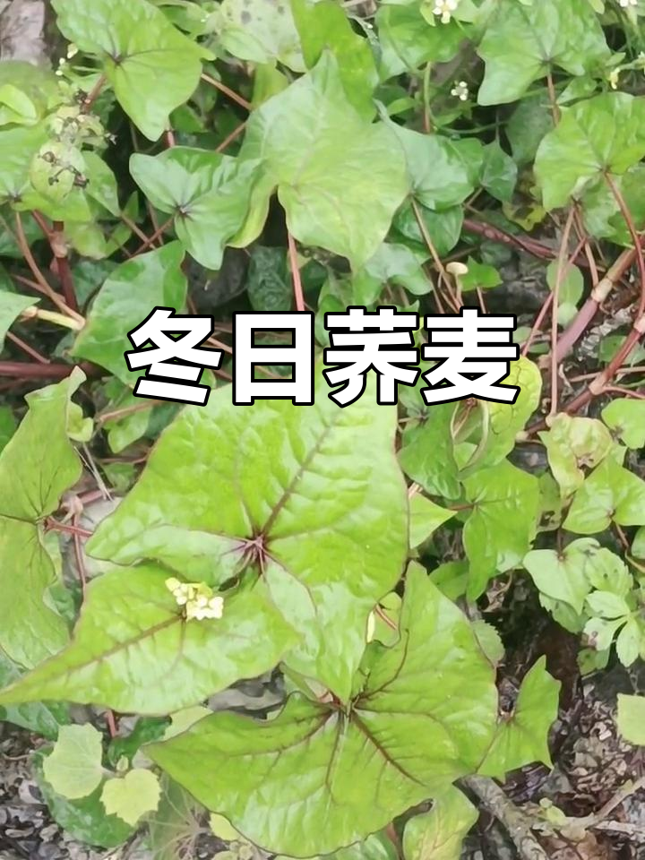 荞麦耐寒,冬季依然生机勃勃,可作野菜食用