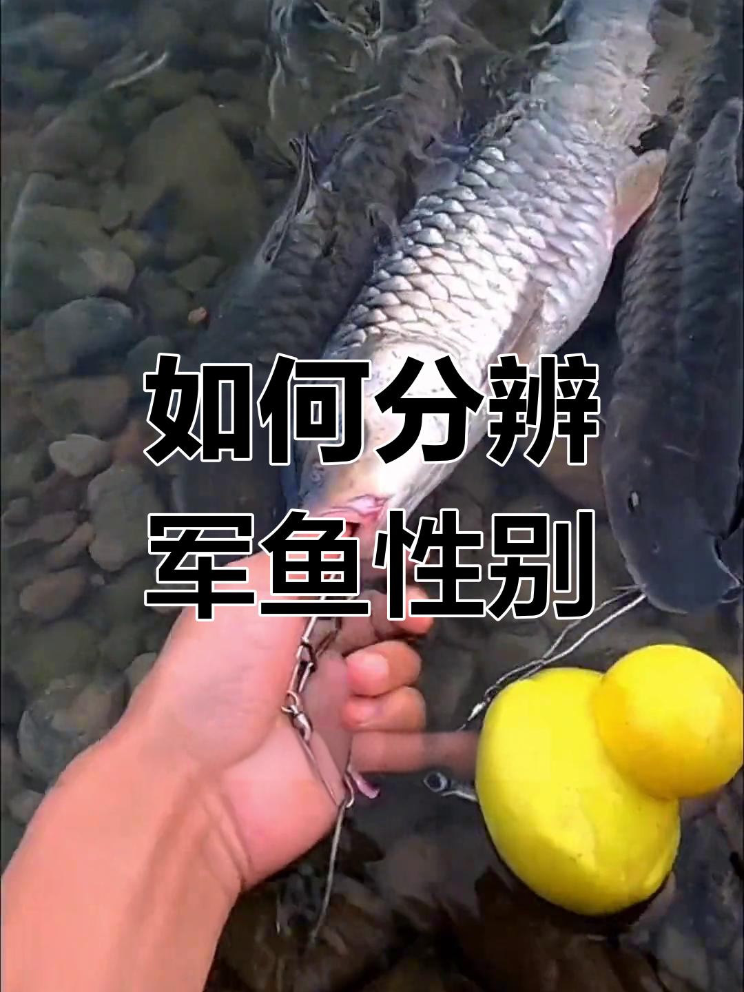 军鱼公母区分技巧:身材与嘴巴差异