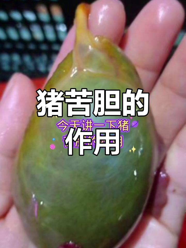 猪苦胆的神奇功效与应用