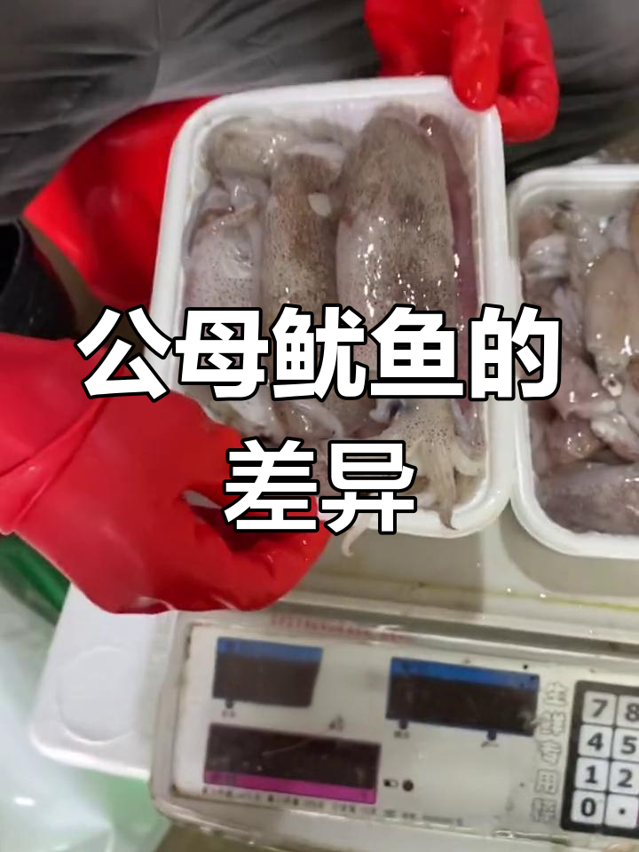 鱿鱼公母区别大揭秘
