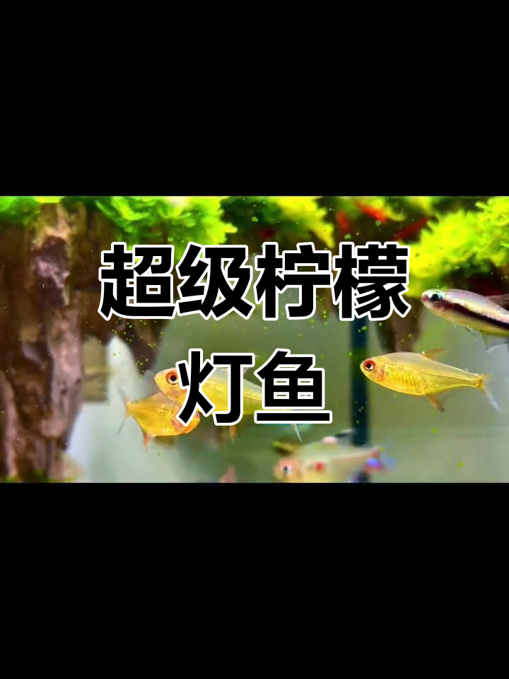 超级柠檬灯鱼:温和黄色观赏鱼