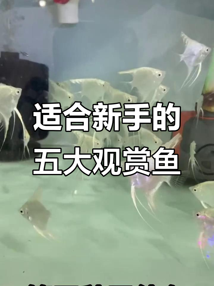 新手养鱼必看！五种最适合的观赏鱼类推荐