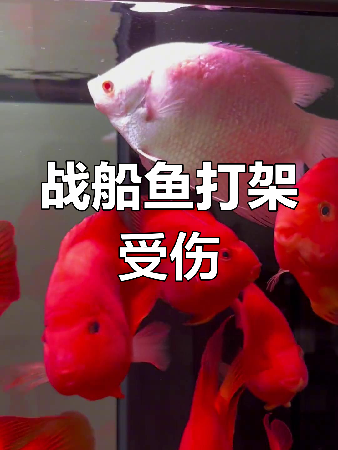 战船鱼与鹦鹉鱼的冲突