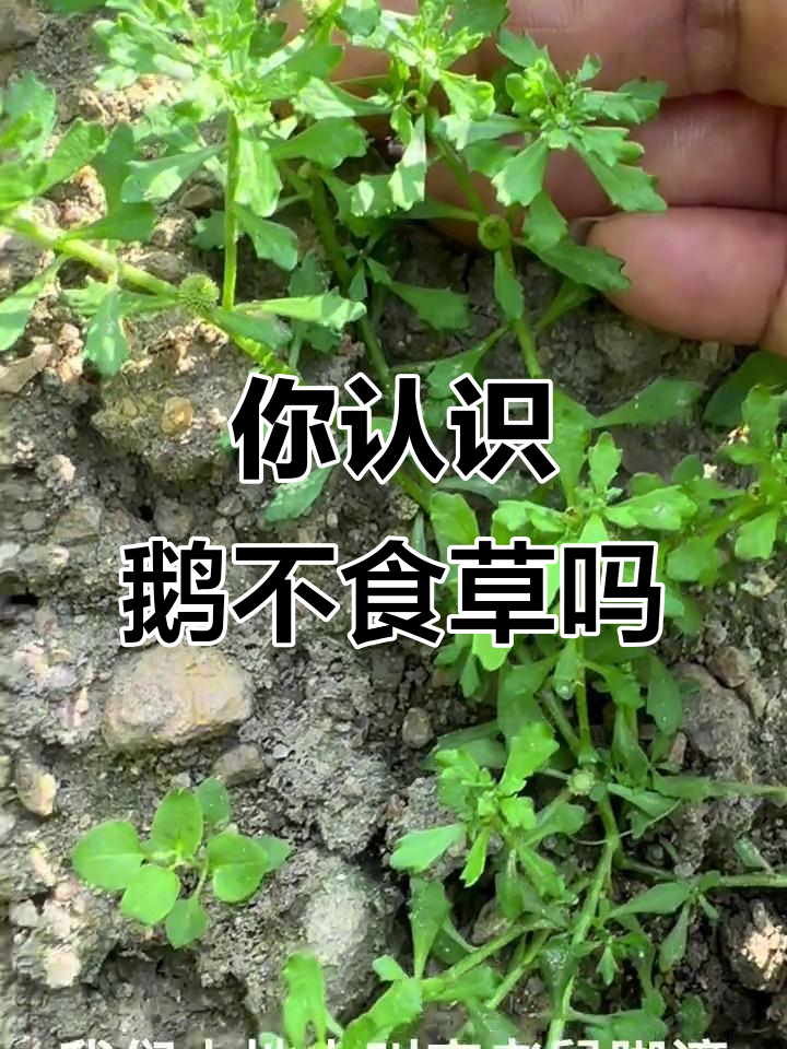 鹅不食草:像老鼠脚的奇特植物,你见过吗?