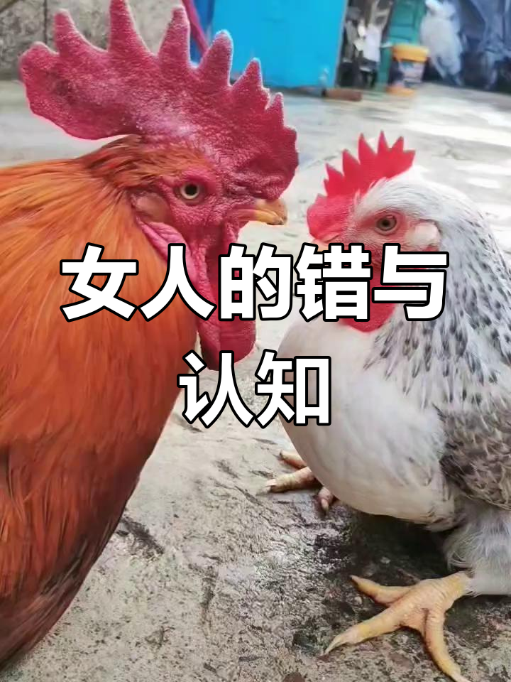 公鸡问母鸡,女人何时肯认错?答案出乎意料!