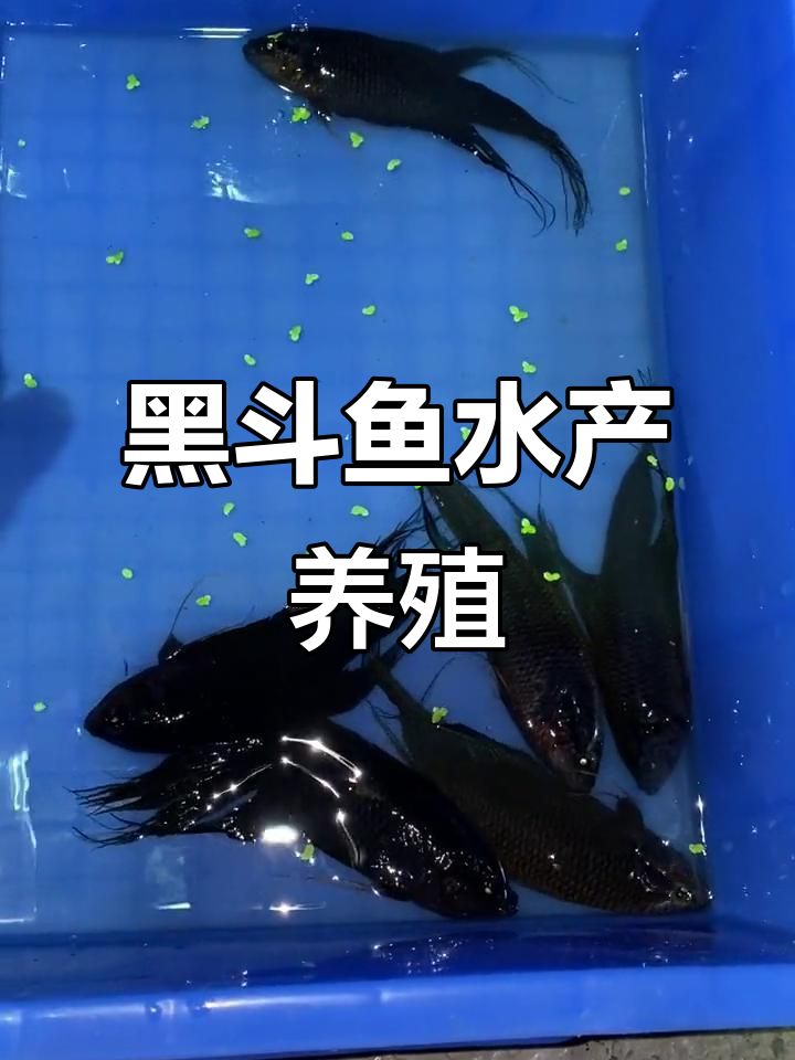 越南黑斗鱼养殖:农村创业新机会,鱼儿自由畅游