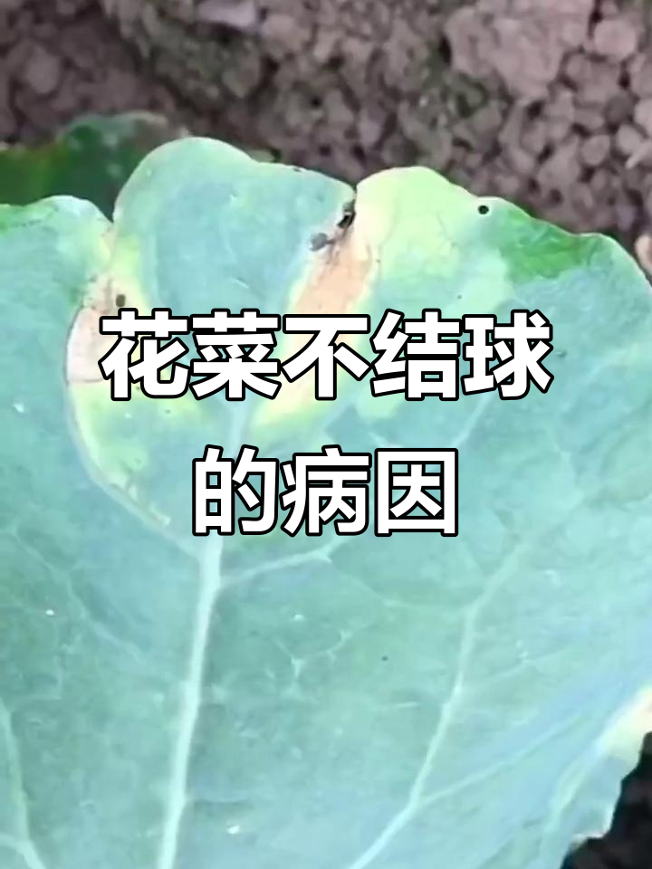 花菜不结球?这些病虫害你得注意!