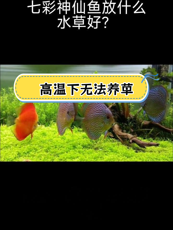 七彩神仙鱼不适合养水草