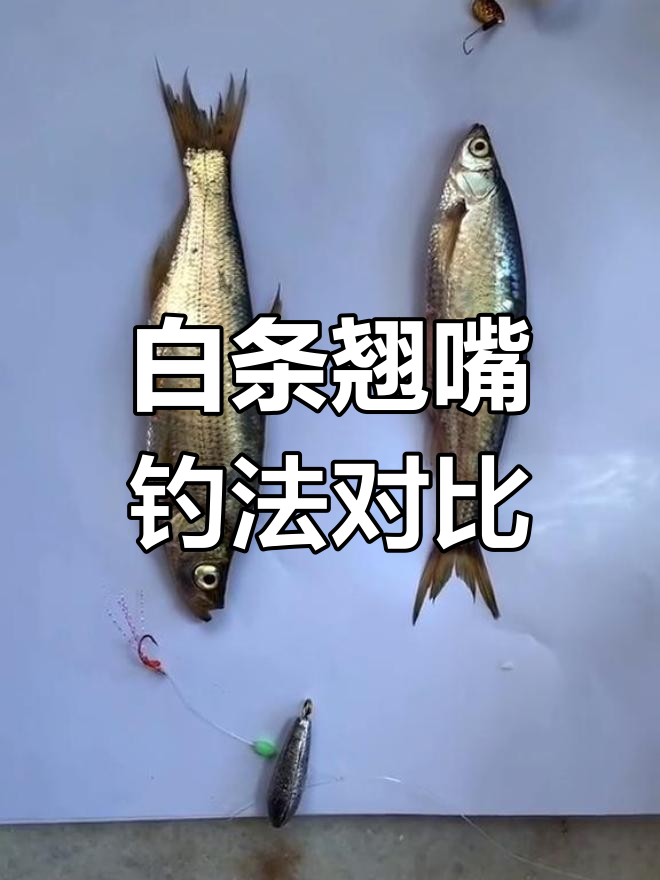 潮白河钓鱼技巧:白条与翘嘴的钓法差异