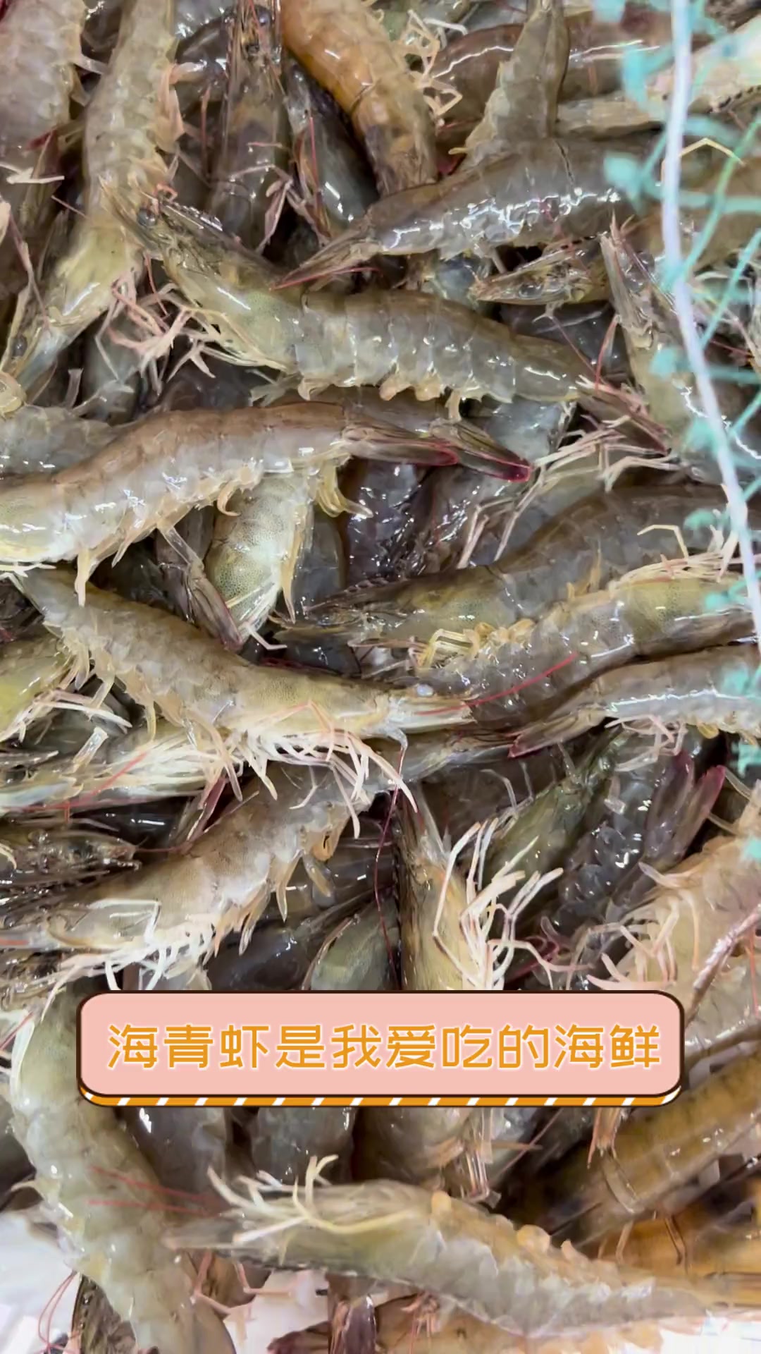 海青虾是我爱吃的海鲜