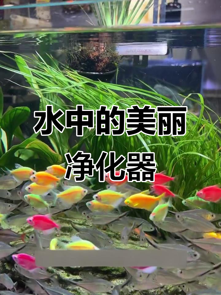 水中仙子,净化水质又美观