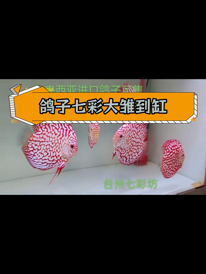 新一批马来西亚七彩神仙鱼到货,尺寸12.5厘米以上