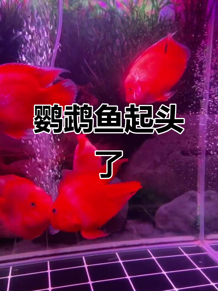 鹦鹉鱼起头,快来看!