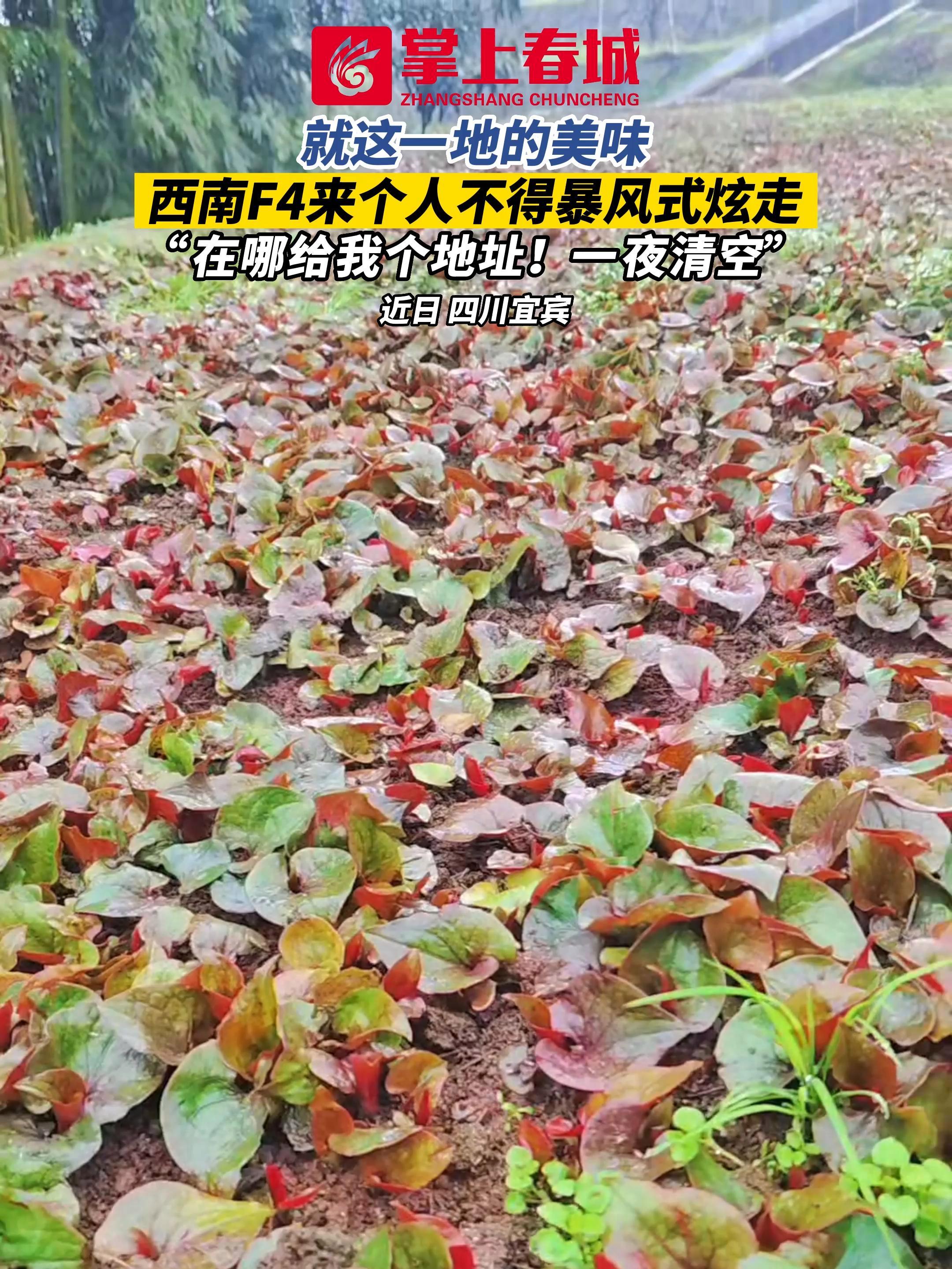 就这一地的美味,西南F4来个人不得暴风式炫走?“在哪给我个地址!一夜清空” 鱼腥草 大自然