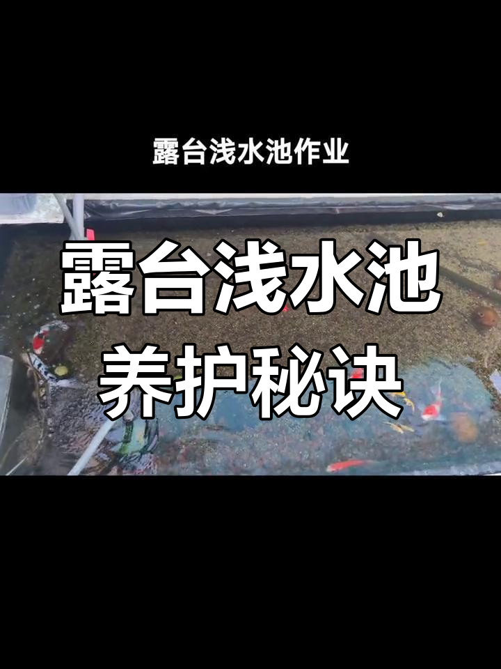 露台浅水池如何应对高温挑战?我的养鱼小技巧分享