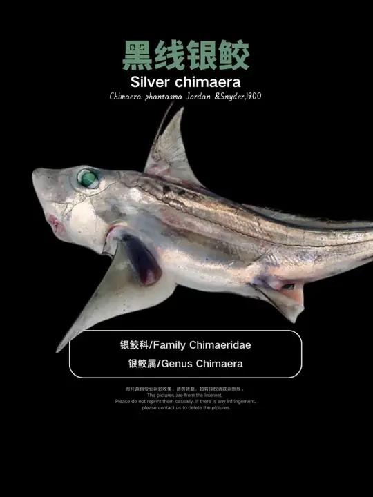 海水鱼图鉴第2集:黑线银鲛 黑线银鲛 拉丁文学名:Chimaera phantasma J