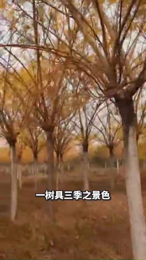 金枝国槐为北方城市绿化的明星树种
