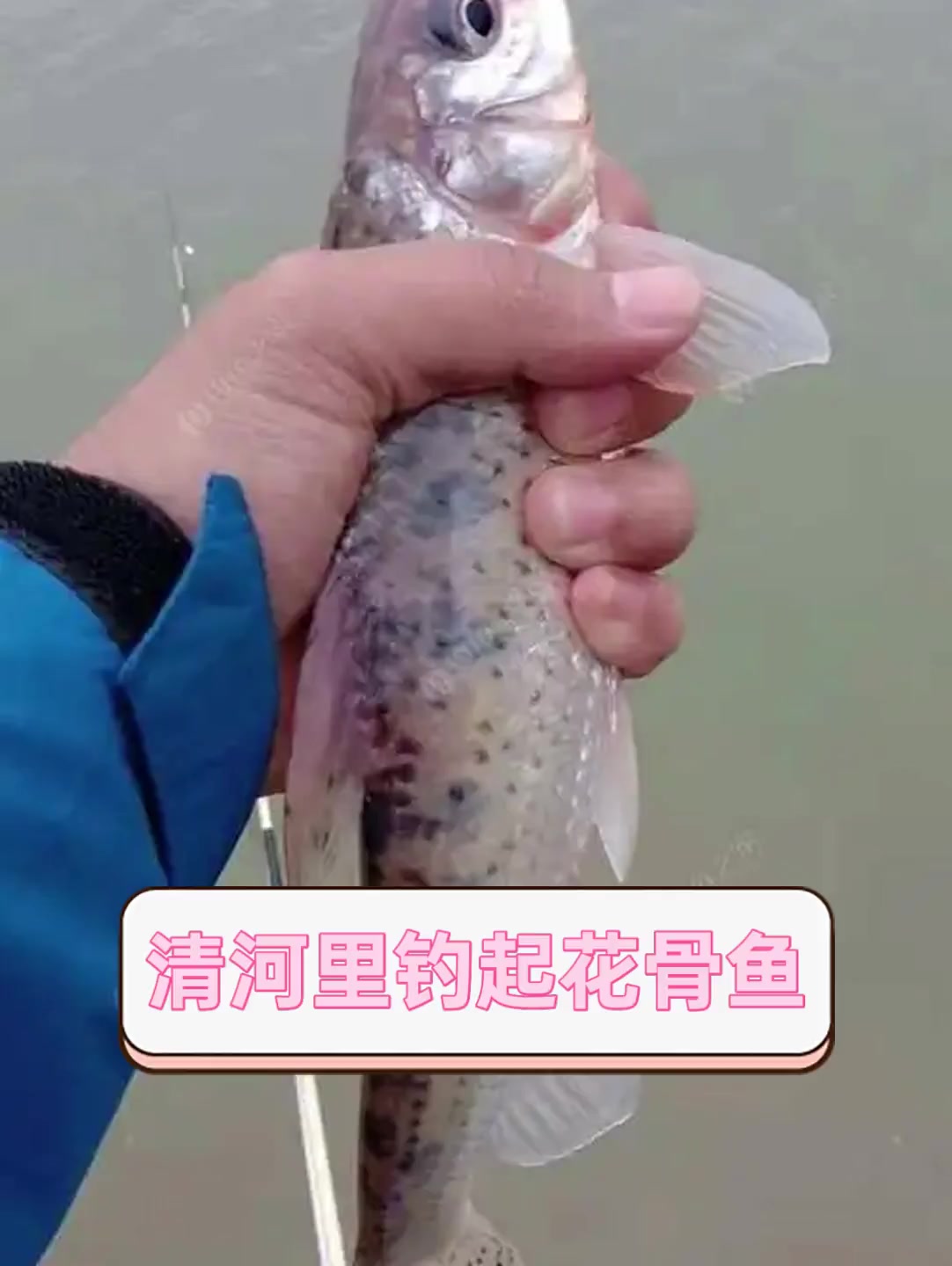 清河里钓起花骨鱼