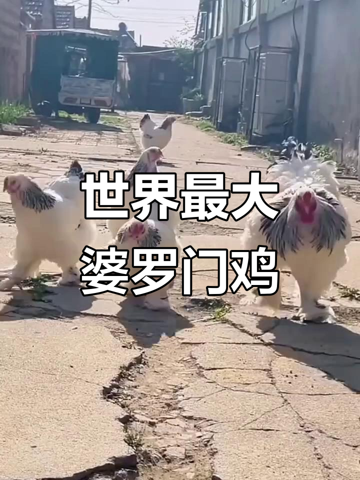 婆罗门鸡:世界最大观赏品种,农家小院养殖乐趣多