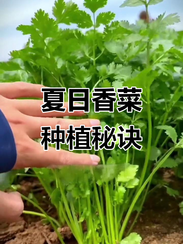 夏季种香菜，选耐热品种，快速发芽，味道更浓郁