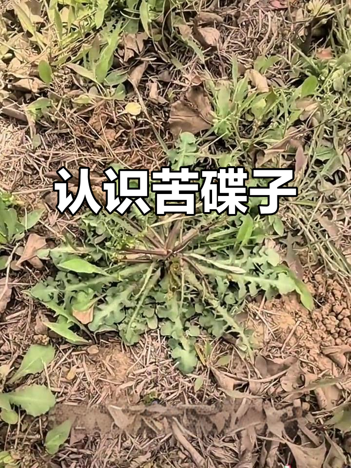 苦碟子:蒲公英的“亲戚”,竟是美味野生蔬菜!