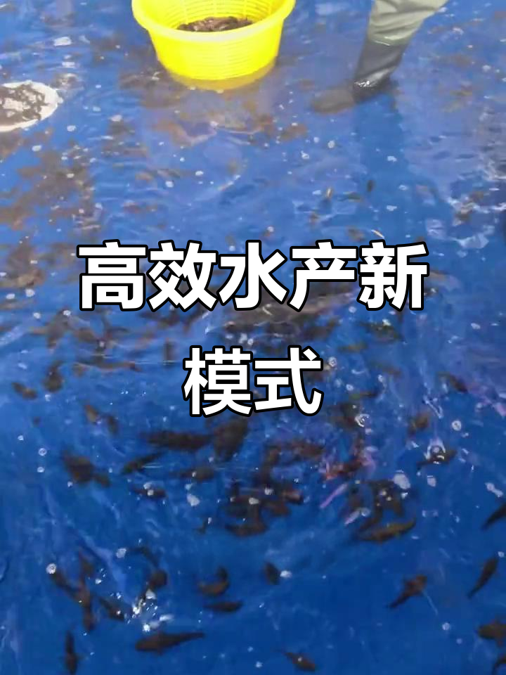 沙塘鳢养殖效益高，水质提升，四大家鱼虾蟹共养更赚钱